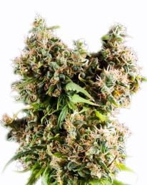 Big Bud marijuana seeds