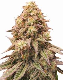 Gorilla Zkittles Autoflower Cannabis Seeds