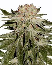 StarDawg Feminized seeds