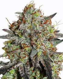 Stardawg Regular Cannabis Seeds
