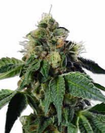 Train Wreck Feminized Marijuana Seeds