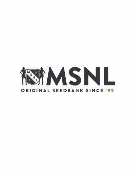 MSNL new strain release