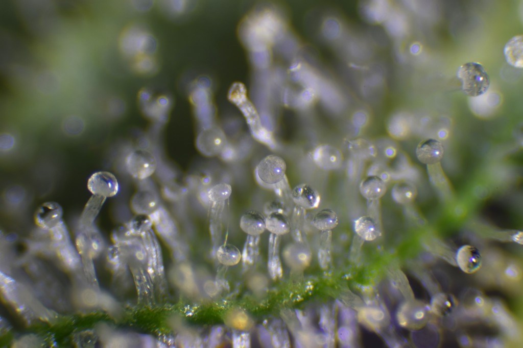 What are trichomes?