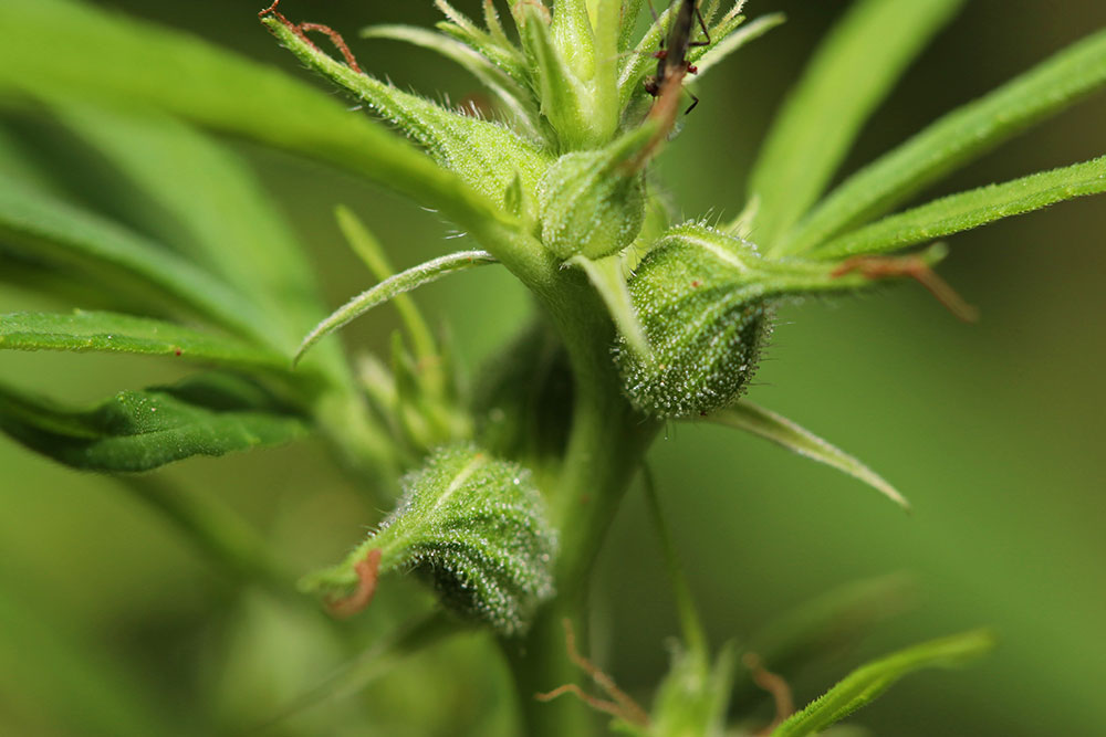 5 Tips on How to Sex Marijuana Plants