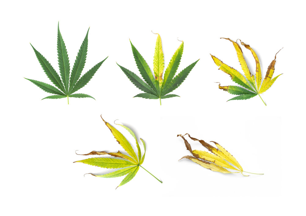 Cannabis leaf symptoms – Diagnose your plant