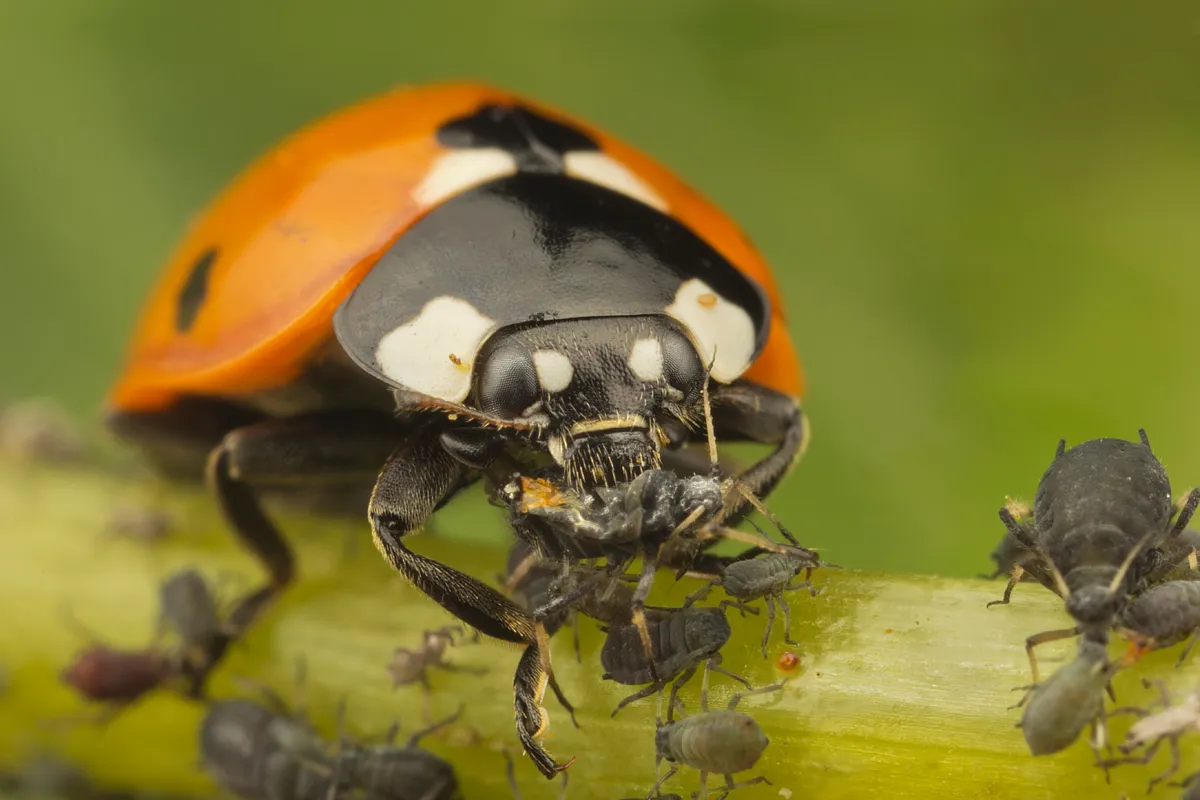 Beneficial Bugs for Growing Marijuana