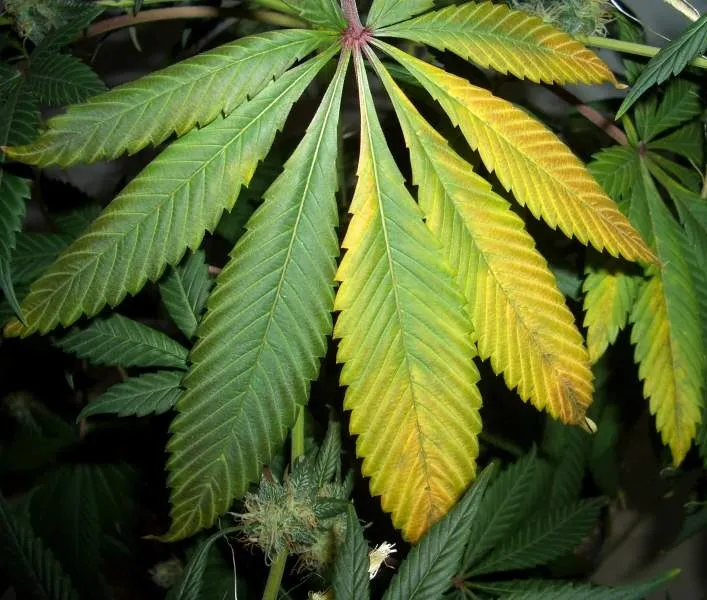 Potassium Deficiency: Fixing Your Sick Marijuana Plant