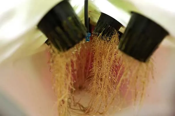 Is aeroponics better than hydroponics?