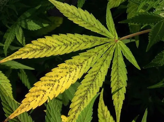 Marijuana nutrient deficiency