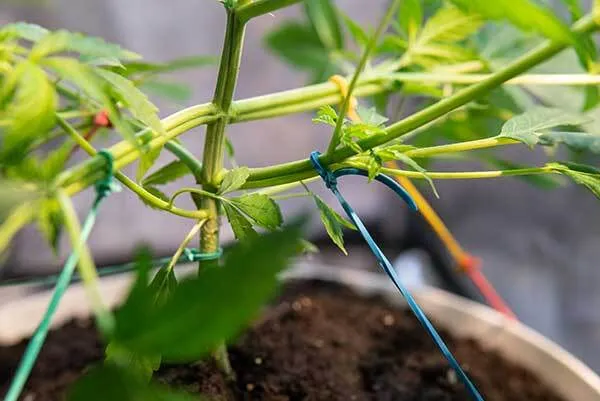 Gelato undergoing LST training during the vegetative stage