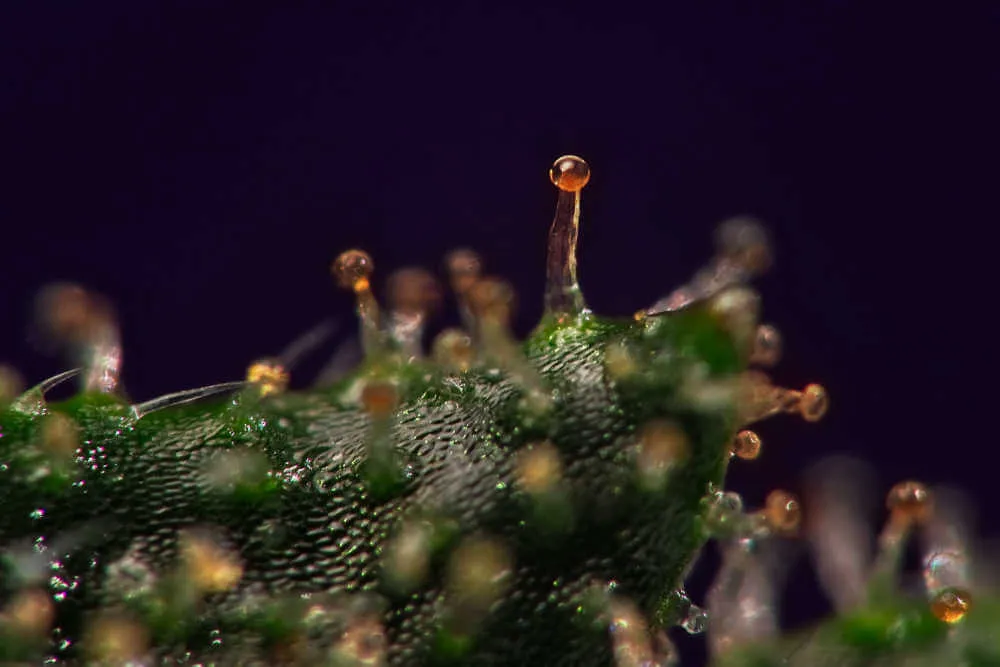 overripe amber trichomes on cannabis bud