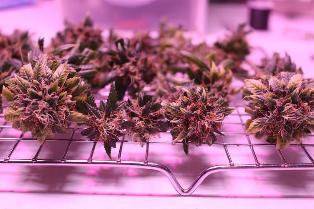 drying weed on wire rack