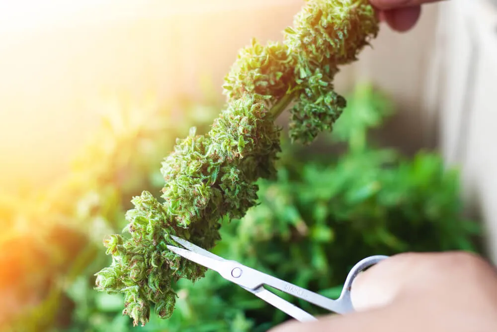 Trimming cannabis bud before drying