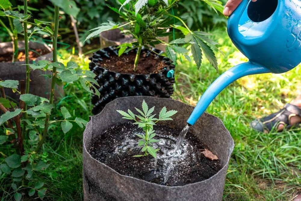 Cannabis plants being watered. 