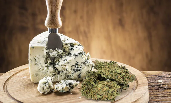 What Type Of Strain Is Blue Cheese?