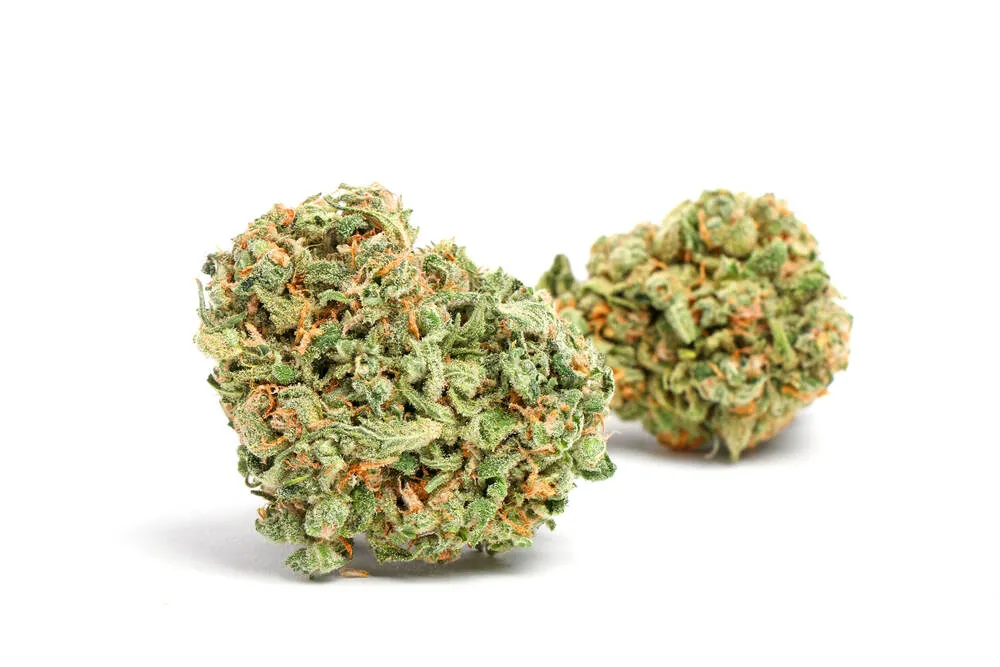 Blue Dream cannabis buds