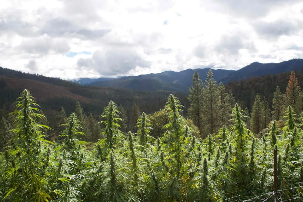 Cannabis growing on a hill