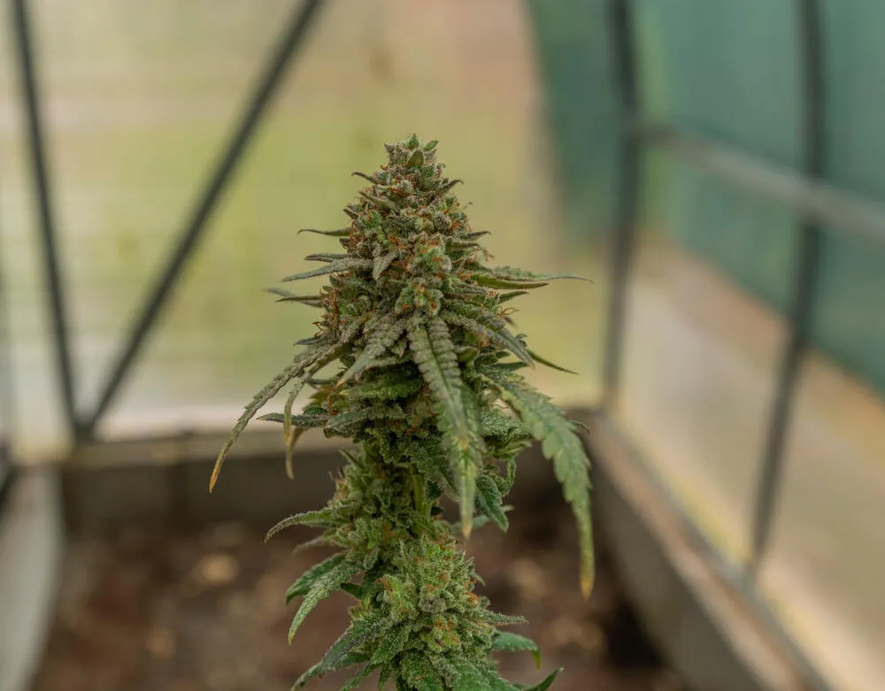 bruce banner strain greenhouse grow