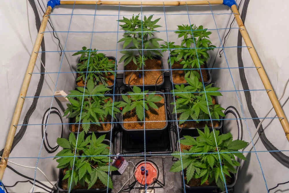 How to low stress train (LST) autoflowers